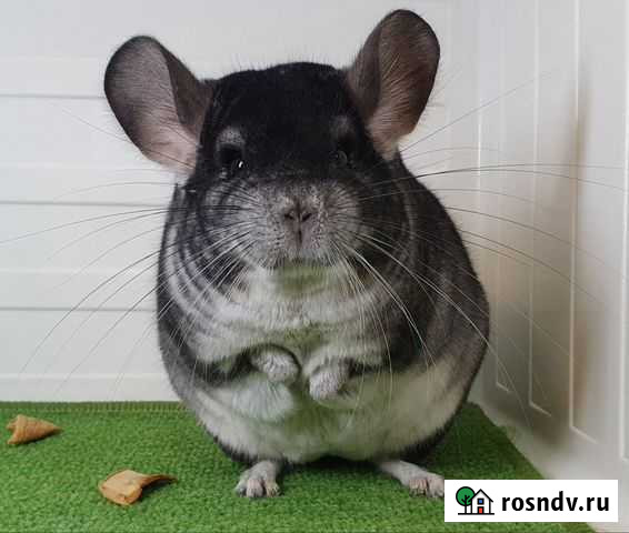 Шиншилла Геркулес Санкт-Петербург - изображение 1