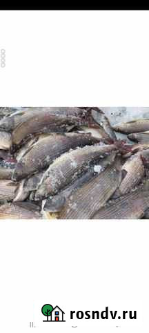 Хариус Сыктывкар - изображение 1