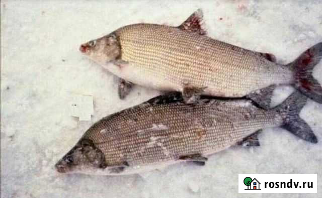 Муксун свежемороженный Омск - изображение 1