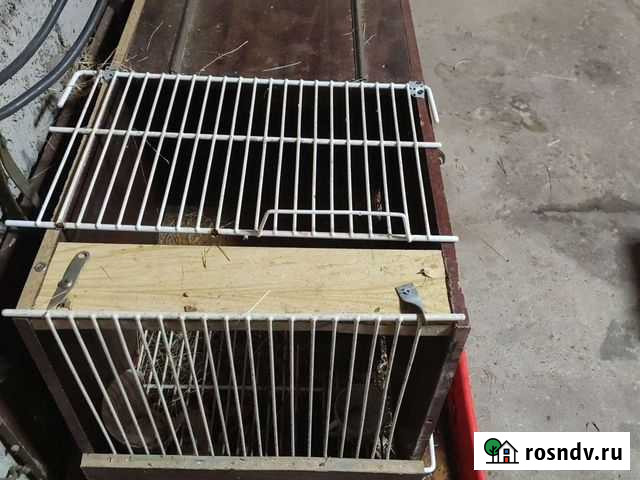 Клетка большая для кроликов Чистополь - изображение 1