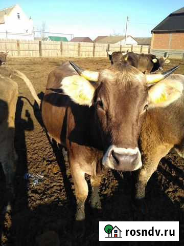 Коровы, Нетели, Телки, Швицы Айрширы Хасавюрт - изображение 1