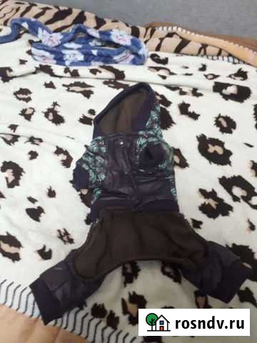 Одежда для собак Биробиджан - изображение 1