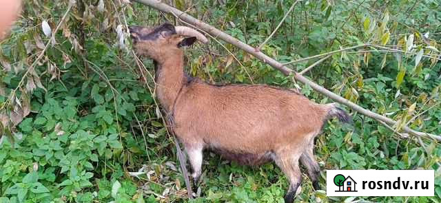 Коза дойная молочная чешская 1/2 Серпухов - изображение 1