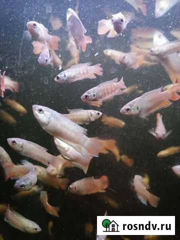 Макропод Борисоглебск - изображение 1