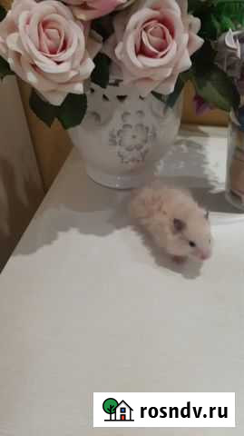 Сирийский хомяк Санкт-Петербург - изображение 1