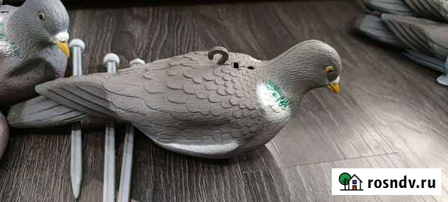 Чучело голубя вяхеря скорлупки Иркутск - изображение 1