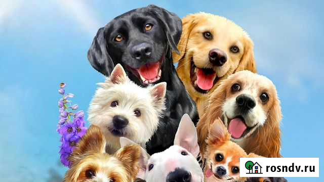 Передержка собак в Иркутске Иркутск - изображение 1