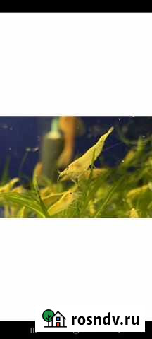 Аквариумные креветки Коломна - изображение 1