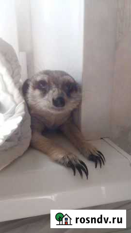 Пара сурикатов Салават - изображение 1