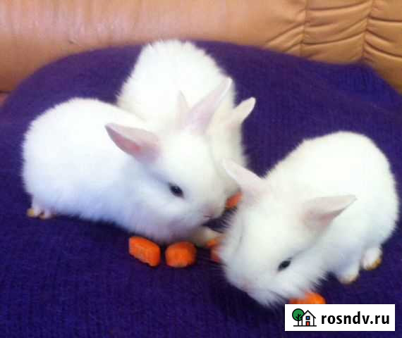 Кролик Сыктывкар - изображение 1