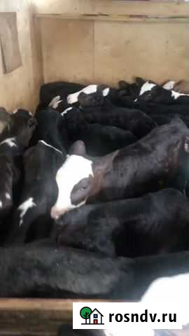 Телята бычки и телочки от 1 месяца до 3х месяцев Тбилисская - изображение 1