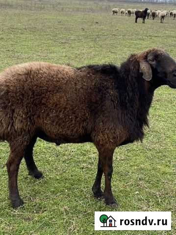 Баран Прохладный - изображение 1