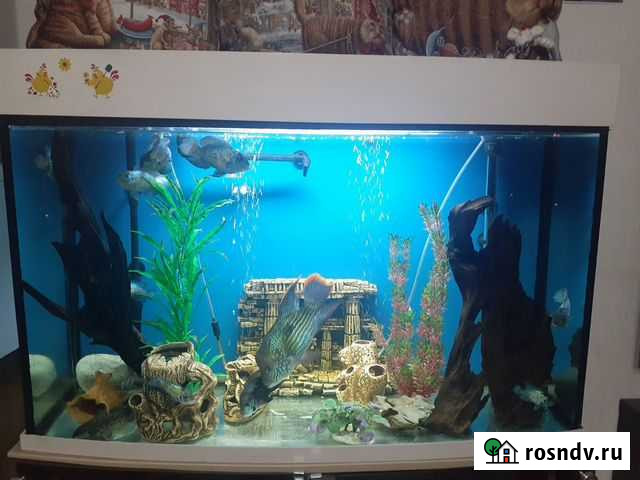 Наннакара блю неон Челябинск - изображение 1