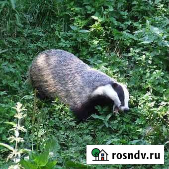 Барсук Выселки - изображение 1