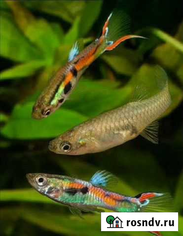 Аквариумные рыбки гуппи Нижний Новгород - изображение 1