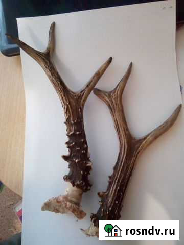Продам рога косули Оренбург - изображение 1