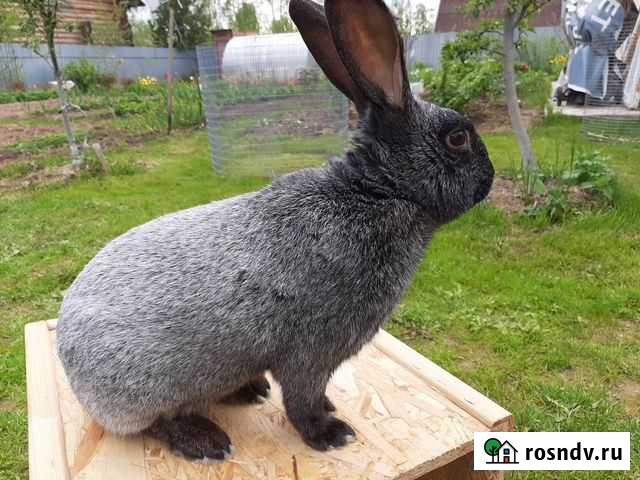 Кролик Поварово - изображение 1