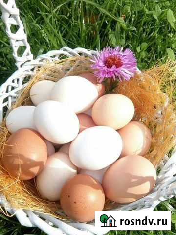 Домашние куриные яйца Рамонь - изображение 1