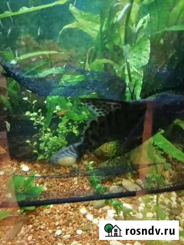 Сом синодонтис долматин Кемерово - изображение 1