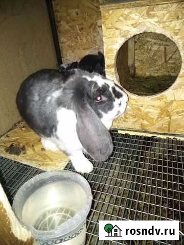 Кролик Волгоград - изображение 1