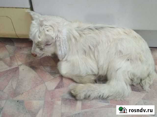 Отдам бесплатно козлят Арти - изображение 1