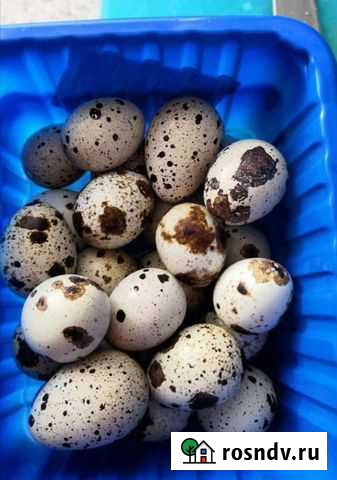 Яйца перепелиные домашние Сергиев Посад - изображение 1