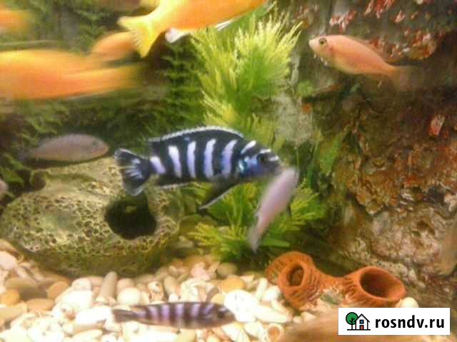 Яркие цихлиды Волжский - изображение 1