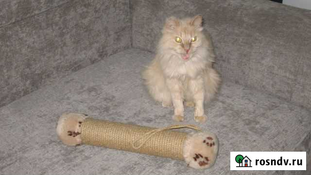 Когтеточка для котов Курган - изображение 1