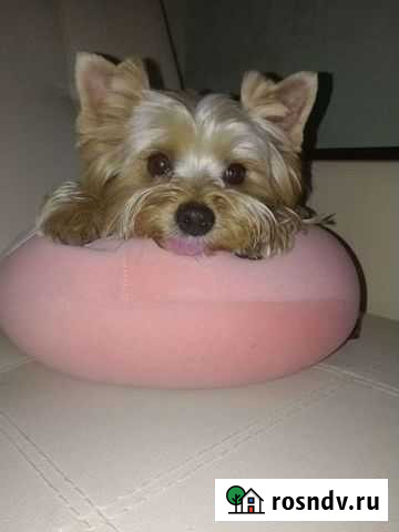 Передержка животных Хабаровск - изображение 1