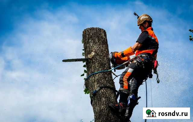 Удаление деревьев Жуков - изображение 1