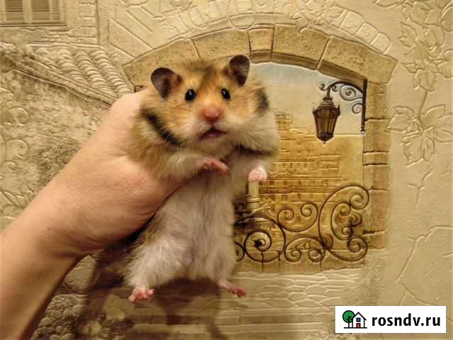 Ангорские, сирийские хомяки, клетки,корм-питомник Санкт-Петербург - изображение 1