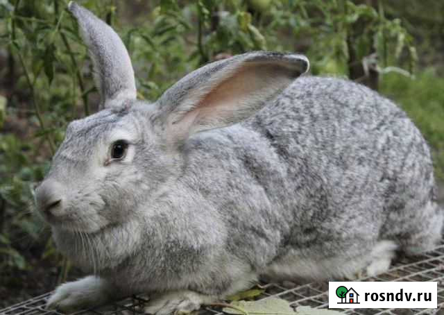 Кролики мясных пород Новосибирск - изображение 1