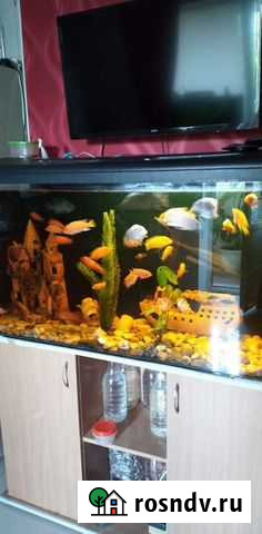 Рыбы Новочеркасск - изображение 1