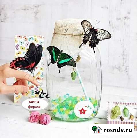 Ферма бабочек Назрань - изображение 1