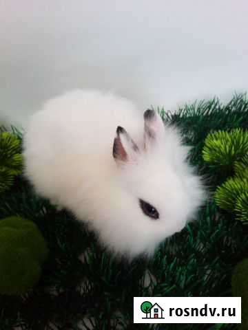 Кролик карликовый. Декоративный Калуга - изображение 1