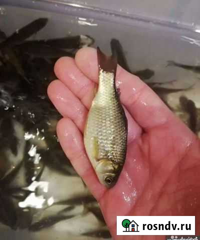 Живец карась Пенза - изображение 1