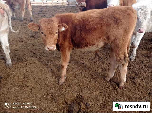 Бычок Давлеканово - изображение 1