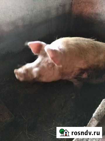 Хряк производитель Кунгур - изображение 1