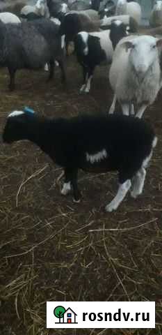 Бараны дорпер и цвартблес на племя. Баранина Елабуга - изображение 1