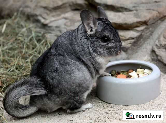 Шиншиллы пара с большой клеткой Усть-Лабинск - изображение 1