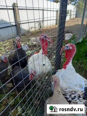 Индюк Вологда - изображение 1