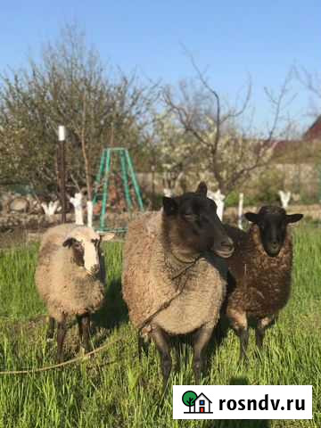 Овцы Новобессергеневка - изображение 1