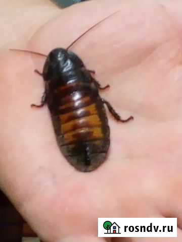 Экзотика с Мадагаскара Калуга - изображение 1