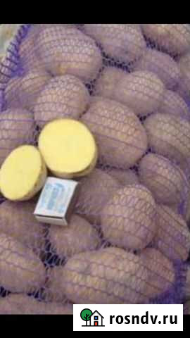 Картофель Клинцы - изображение 1