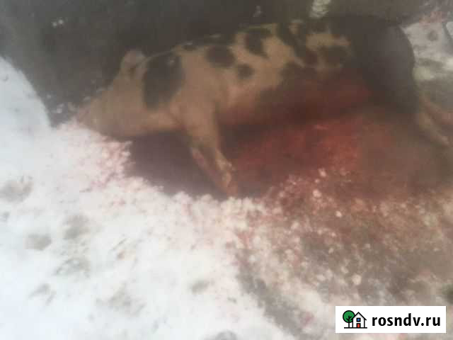 Забойщик Константиновский - изображение 1