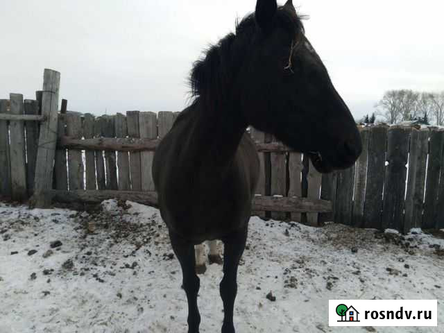 Продается кобыла Мокроусово - изображение 1