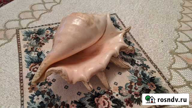 Ракушка из Красного моря Нижневартовск - изображение 1