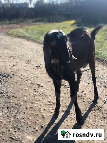 Козёл нубийский Данков - изображение 1