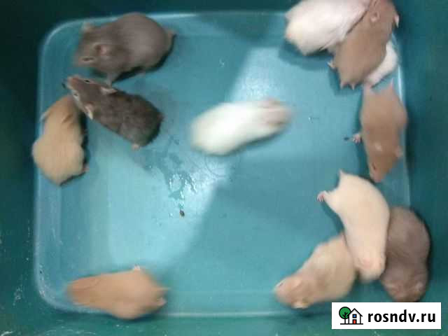 Сирийские короткошерстные и ангорцы Хабаровск - изображение 1