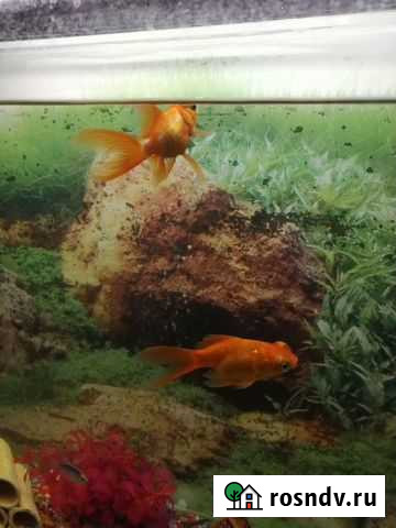 Рыба Ефремов - изображение 1